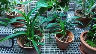 Vanda pumila taken off the mount and other things Orchids update [upl. by Kazim]