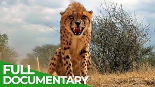 Maasai Mara  The Big Hunt  Free Documentary Nature [upl. by Yesnikcm]