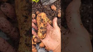 Potato Harvest from One Grow Bag greentgarden amazing viral [upl. by Teerprah477]