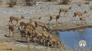 Grandes Documentales HD  🐘 África extrema Etosha El gran lugar blanco 🐘 [upl. by Hearn]