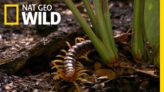 The Giant Centipede Has an Unexpected Meal  Nat Geo Wild [upl. by Male]