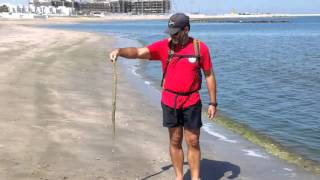 MARINE LIFE OF OMAN  Stranded beaked sea snake Enhydrina schistosa [upl. by Atilrep100]