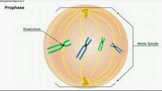 mitosis [upl. by Mordy383]