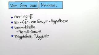 GENWIRKKETTE  VOM GEN ZUM MERKMAL  Biologie  Genetik und Entwicklungsbiologie [upl. by Namar589]