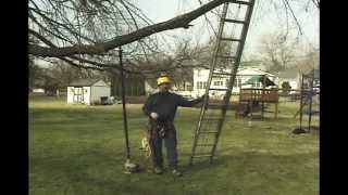 using ladders for tree work [upl. by Azalea]