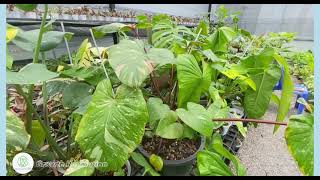 One of the popular houseplants Homalomena Rubescens Variegated [upl. by Harte]