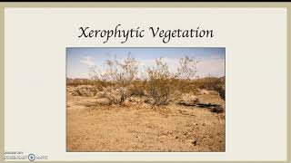 Xerophytic Vegetation [upl. by Pentheam]