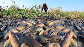 Best fishing skill catch a lot of fish by hand at field Catch fish a lot Unique Fishing Skill [upl. by Aserej]