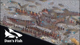 Kuhli Loach Feeding Frenzy [upl. by Irmo691]