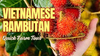 Ever Seen a Rambutan Tree Quick Farm Tour and Interesting Quizzes Await [upl. by Aicnom441]