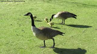 Canada Goose and Gosling limping [upl. by Thorvald255]