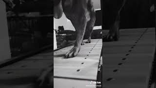 Firepaw Dog Treadmill  Slatmill close look running tape [upl. by Lamberto]