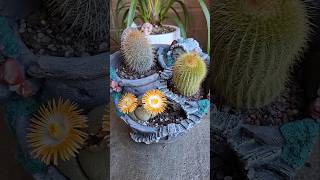 Cacti amp Living Stone Lithop In Bloom cactus lithops [upl. by Parthen555]