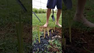 how to plant vetiver grass [upl. by Nalyorf]