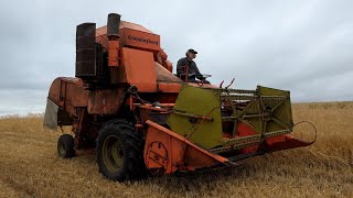 Dronningborg D900 SelfPropelled Harvester in the field harvesting Barley  Danish Harvest 2022 [upl. by Patin362]