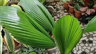 Licuala GrandisRuffled Fan PalmVanuatu fan palm care [upl. by Lapotin977]