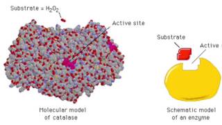 The Enzyme Catalase and How It Works [upl. by Nylatsirk42]