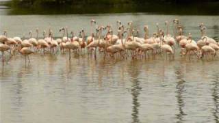 American Flamingos at Hialeah Florida 15 May 2009 [upl. by Sherye]