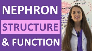 Nephron Structure and Function Physiology  Filtration Reabsorption Secretion NCLEX Review [upl. by Euqinobe]