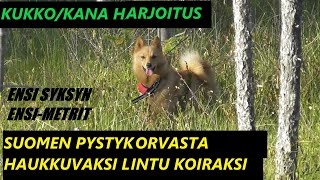 Alkusyksyn lintu tilanteetPystykorvan kanssa liikkuminen metsässäkanakukko harjoitus jakso3 [upl. by Elhsa]