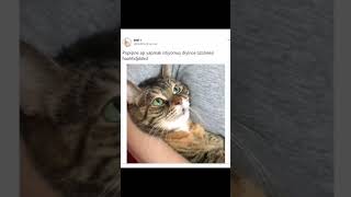 Aşıdan korkanlar 😻 cats cat catlovers kedi catlover 🎥etiket için mail [upl. by Finegan302]