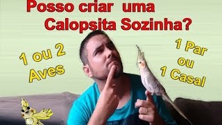 Posso criar uma Calopsita Sozinha [upl. by Anaeg]