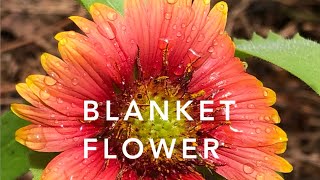 Blanket Flower  Florida Native Plants Landscaping [upl. by Cannell275]