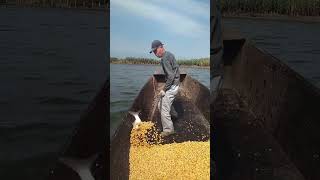 The process of feeding corn to lake fish [upl. by Raffaello209]