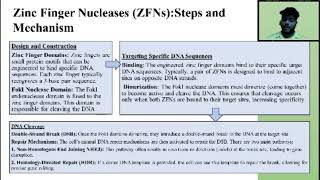 Zinc Finger Nuclease [upl. by Yankee442]