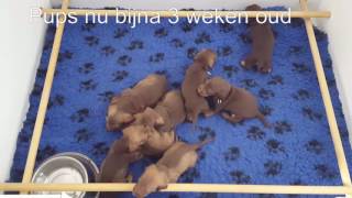 Pups 3 weken oud Teckelkennel vd Grote Kleine Jagers [upl. by Kra565]