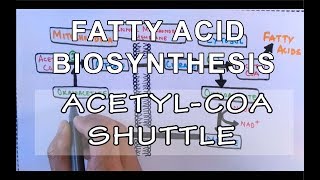 Acetyl COA Shuttle  Fatty Acid Biosynthesis  Part I [upl. by Wiley546]