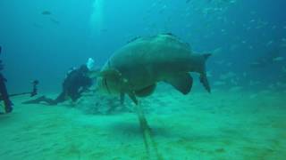 Grouper Bites Head Off Diver [upl. by Sahc]