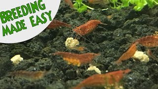 How to BREED CHERRY SHRIMP Neocaridina Top 5 TIPS FOR SUCCESS [upl. by Amitak255]