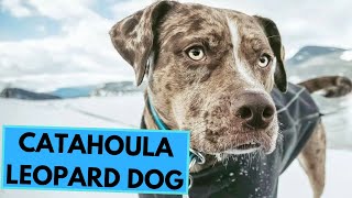 Catahoula Leopard Dog  TOP 10 Interesting Facts [upl. by Ellehcem697]