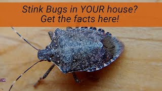 This Stink Bugs Mouth Will Melt Your Insides [upl. by Hubing]