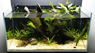 Aquarium biotope amazonien pour Tetra Rubis Axelrodia Reisei  HD 1080p [upl. by Nivi]