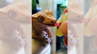 Gecko eats grapes but with Yoshi sounds Shorts [upl. by Nirat465]