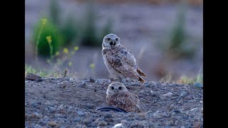 Burrowing owl chicks wake up and go hunting [upl. by Arotak]