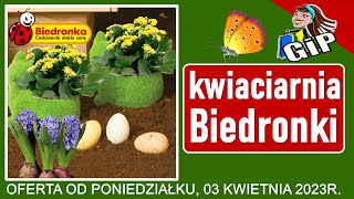 BIEDRONKA  Oferta od Poniedziałku 03042023  Kwiaciarnia Biedronki  Tanie Kwiaty [upl. by Adnolor]