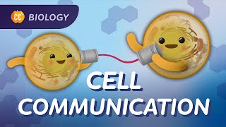 Why Do Cells Need to Communicate Crash Course Biology 25 [upl. by Arot617]