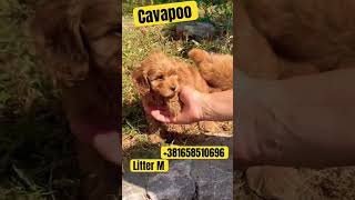 Cavapoo puppies 2 boys and 2 girls ❤️❤️❤️ [upl. by Nomead]