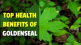 Top Health Benefits of Goldenseal  What is Goldenseal [upl. by Azar738]