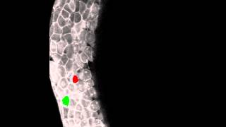 Paraxial mesendoderm progenitor cell ingression at the onset of gastrulation in zebrafish [upl. by Novej687]