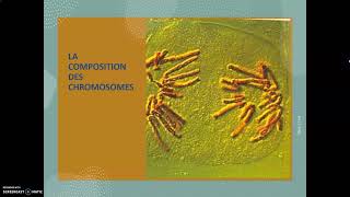 Composition et caractéristiques des chromosomes  chromatide chromatine nucléofilament et ADN [upl. by Gaylor]