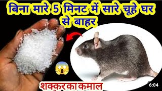 GET RID RAT COCKROACHE AND LIZARD AMAZING KITCHEN TRICKSHACKS INDIAN HOME KITCHEN TRICKS TIPS [upl. by Onig]