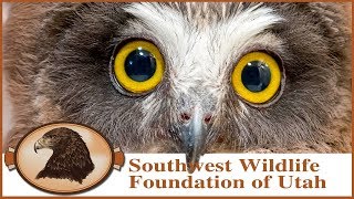 Rescued Sawwhet Owl babies Cute little owls with razor sharp talons [upl. by Suiradal5]