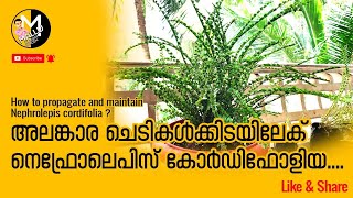 How to propagate and maintain Nephrolepis cordifolia [upl. by Merriott798]