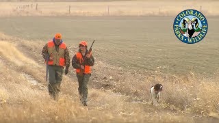 Pheasant Hunting Colorado [upl. by Frohne]