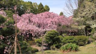 京都の四季 平安神宮の桜風景 神苑の桜 １ 南神苑 [upl. by Scully]