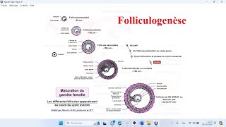 La folliculogenèse BAC SVT Sciences biologiques et Mathématiques [upl. by Allbee]